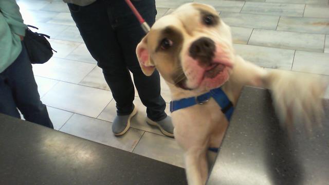 Adoptable Dog