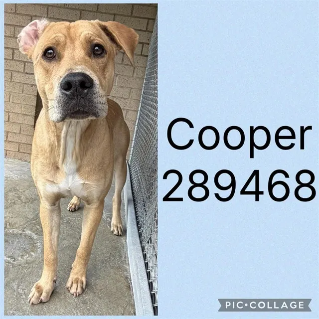 Cooper