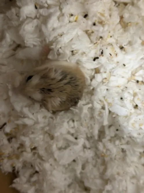 Peanut