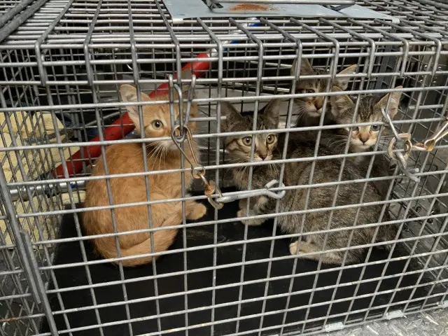 Adoptable Cat