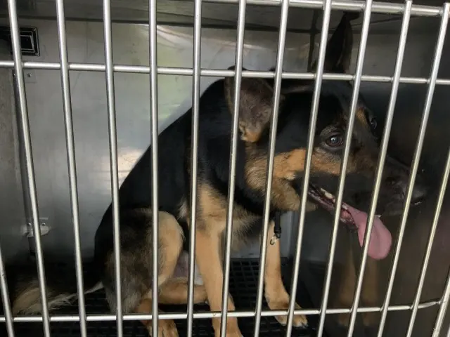 Adoptable Dog