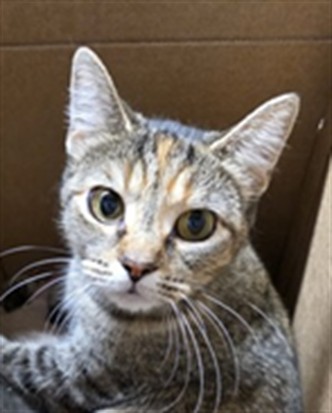 Adoptable Cat
