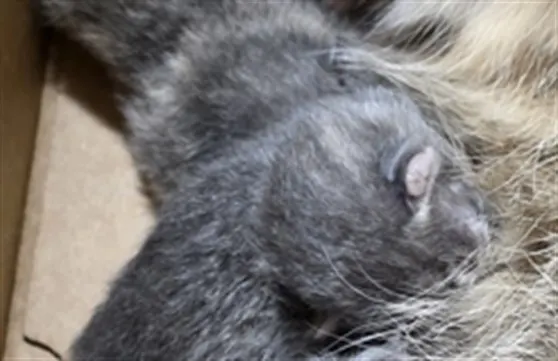 Adoptable Cat