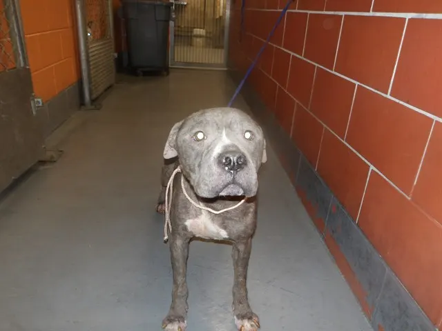 Adoptable Dog