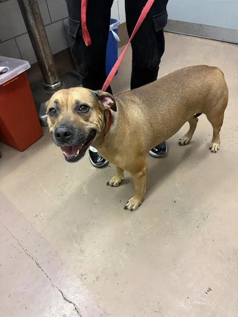 Adoptable Dog