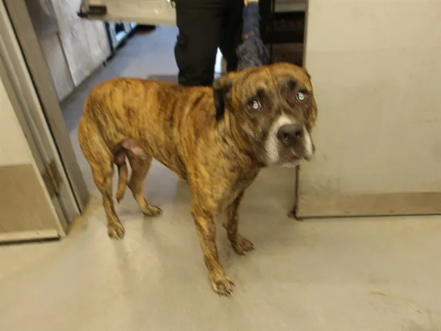 Adoptable Dog