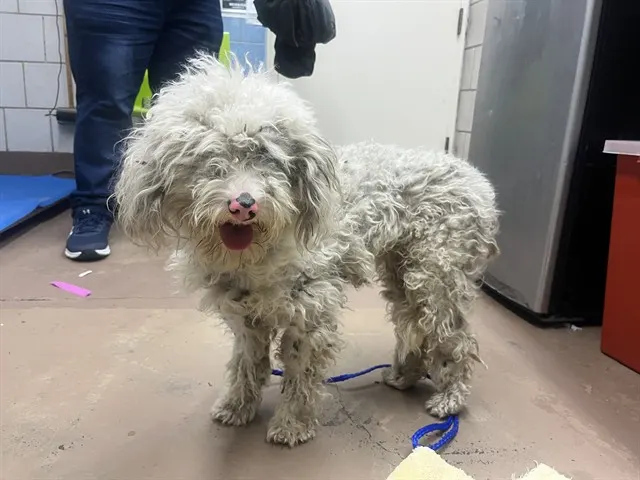Adoptable Dog