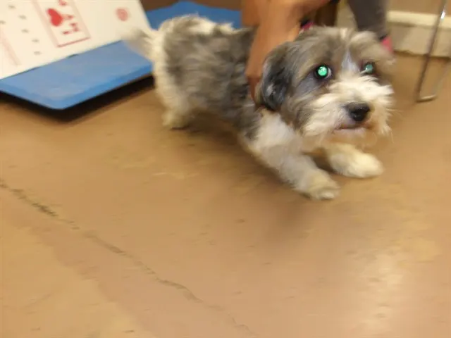 Adoptable Dog