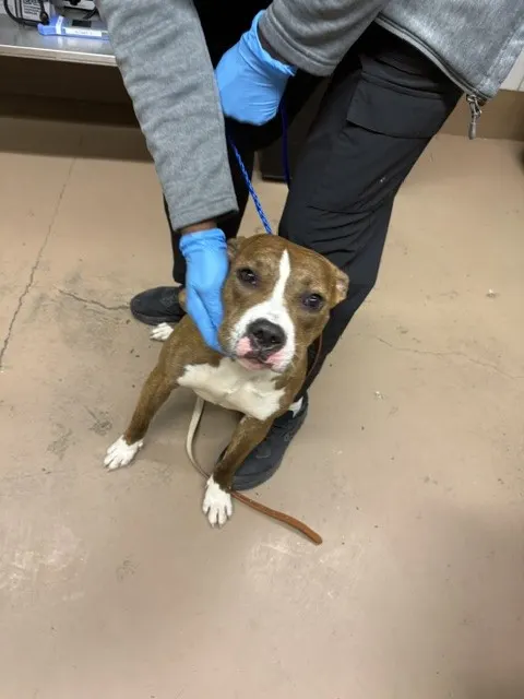 Adoptable Dog