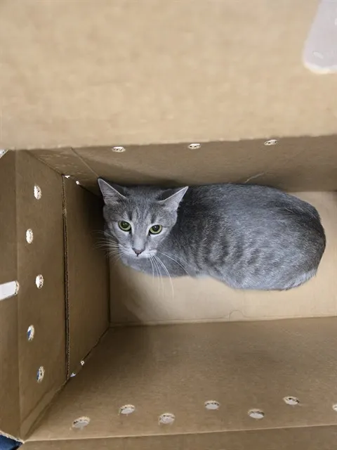 Adoptable Cat