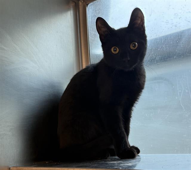 Kiki