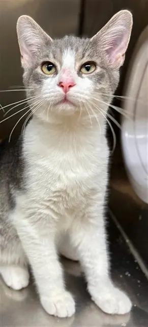 Foster