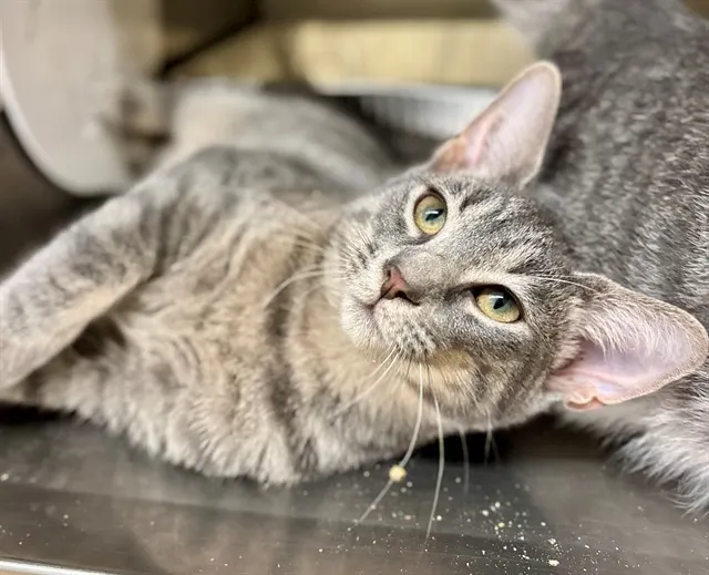 Daphne