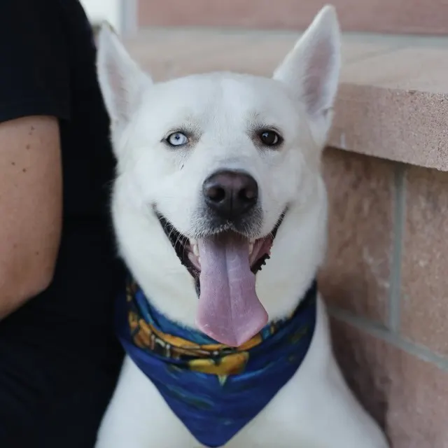 Polar