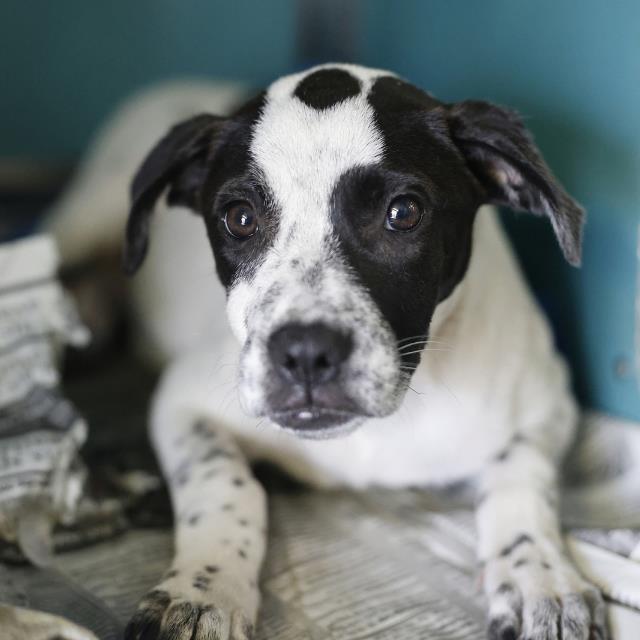 Pepper