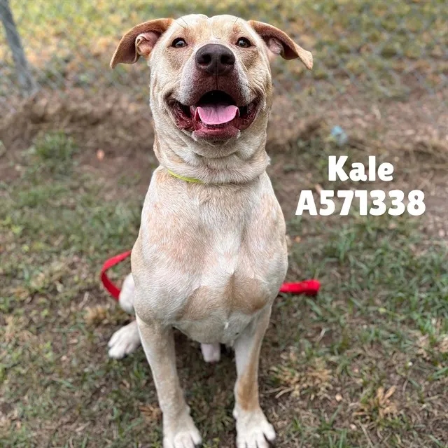 Kale