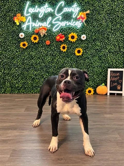 Oreo