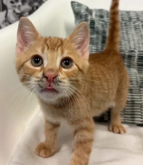 Cheeto