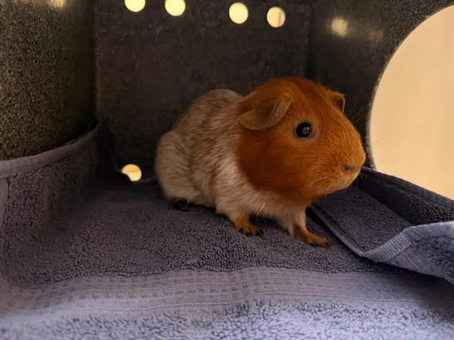 Patato