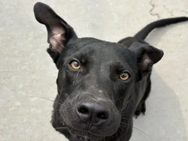 Enzo