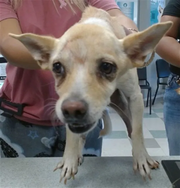 Adoptable Dog