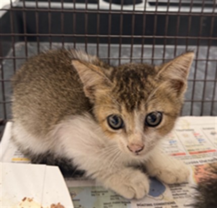 Adoptable Cat