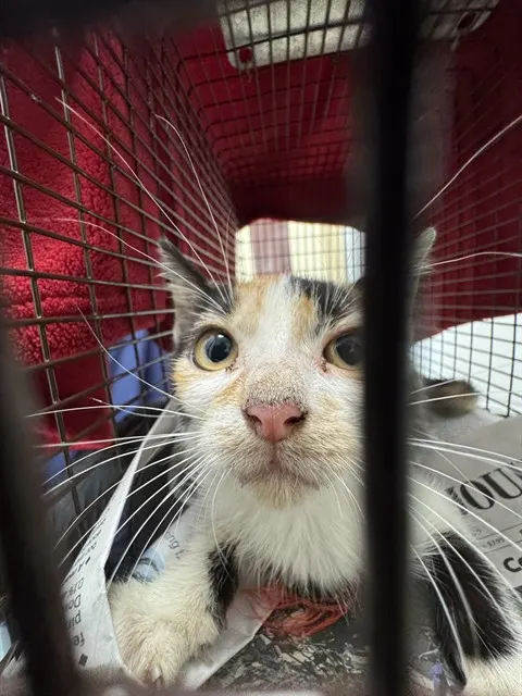Adoptable Cat