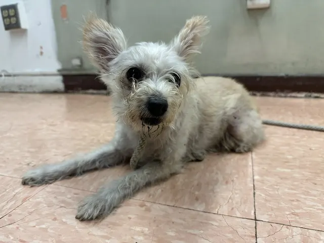 Doris
