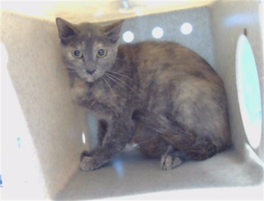 Adoptable Cat