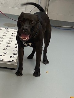 Sir