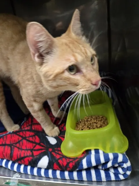 Kimchi