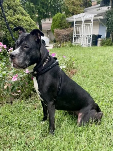 Jaida