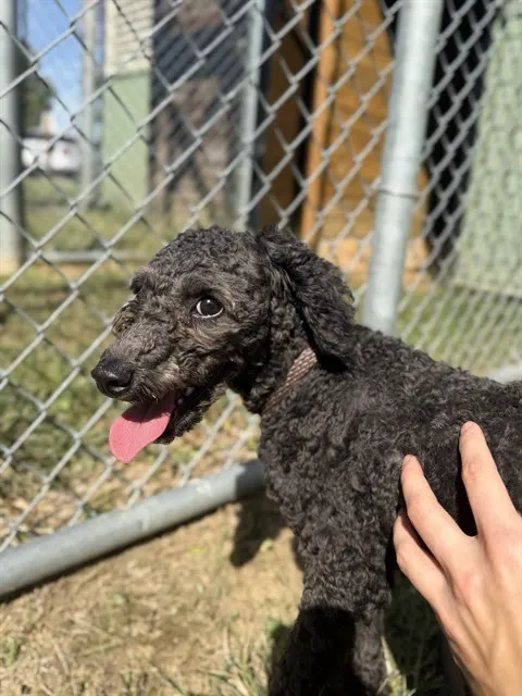 Adoptable Dog