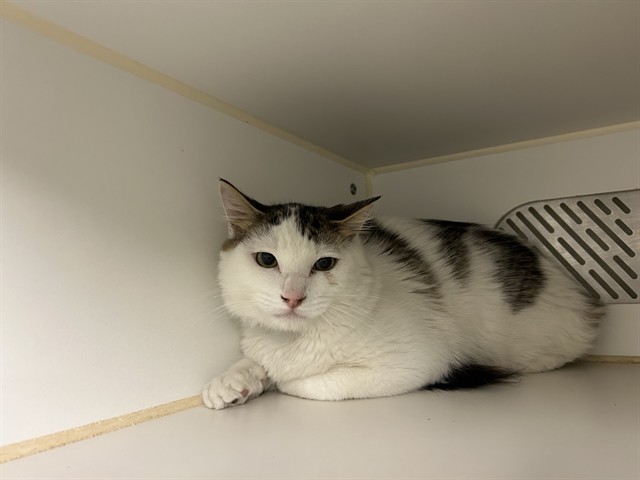 Adoptable Cat