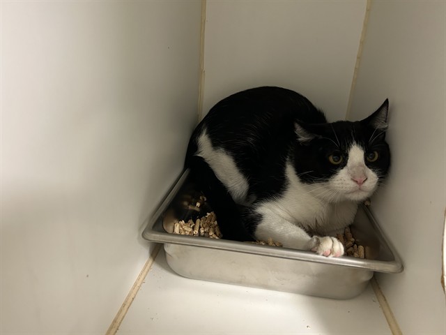 Adoptable Cat