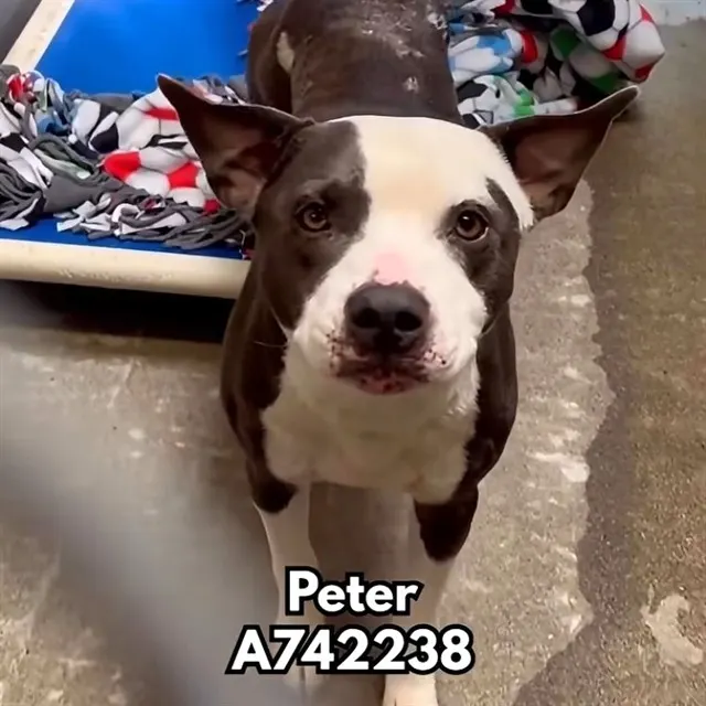 Peter
