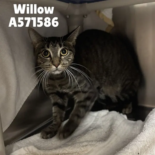 Willow