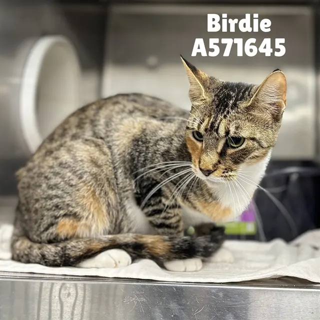 Birdie