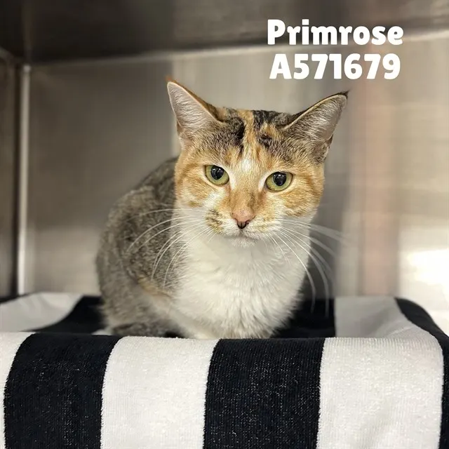 Primrose