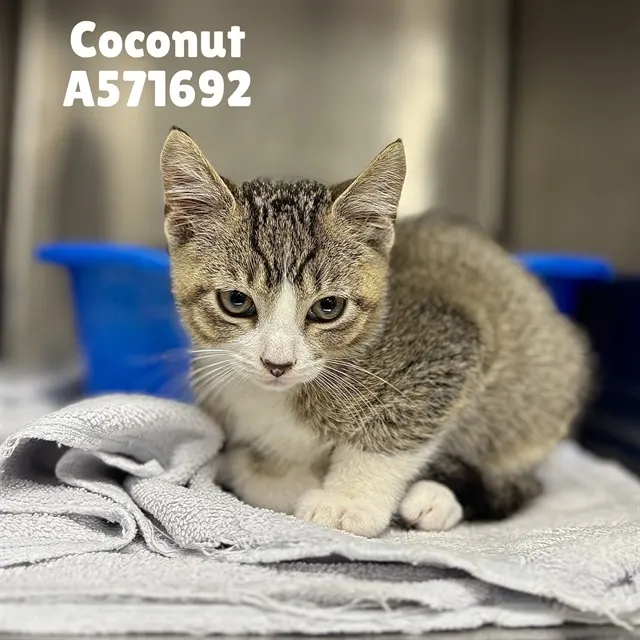 Coconut