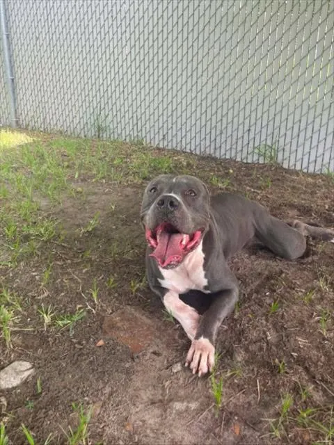 Adoptable Dog