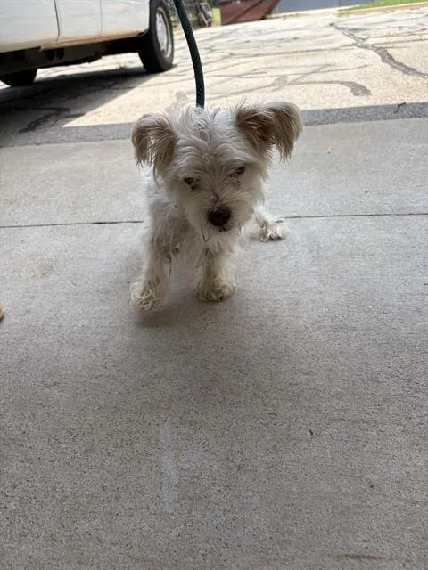 Bruno