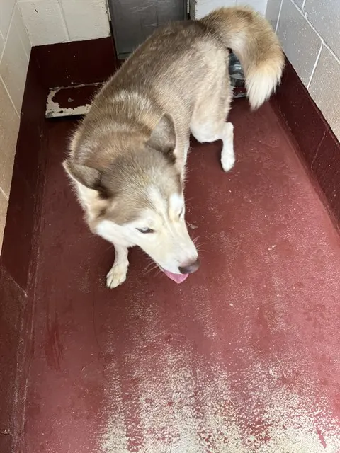 Jake