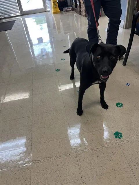 Koda