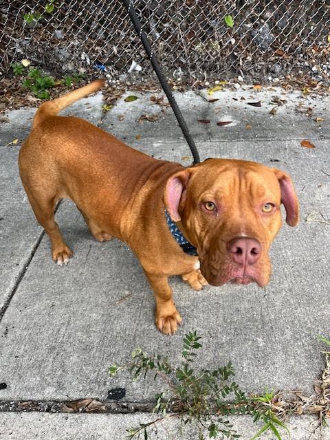 Bruno