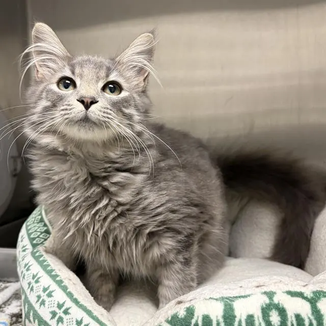 Mewlius Caesar