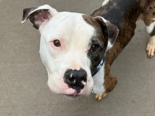 Ziggy
