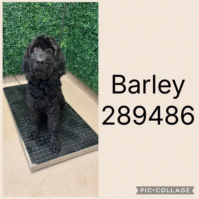 Barley