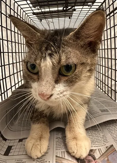 Adoptable Cat