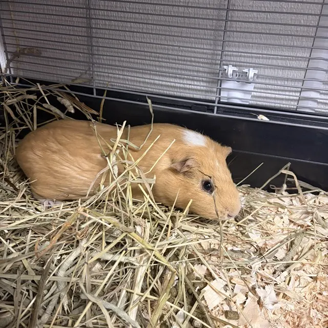 Whinnie